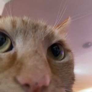 Meet your Posher, Madiosn